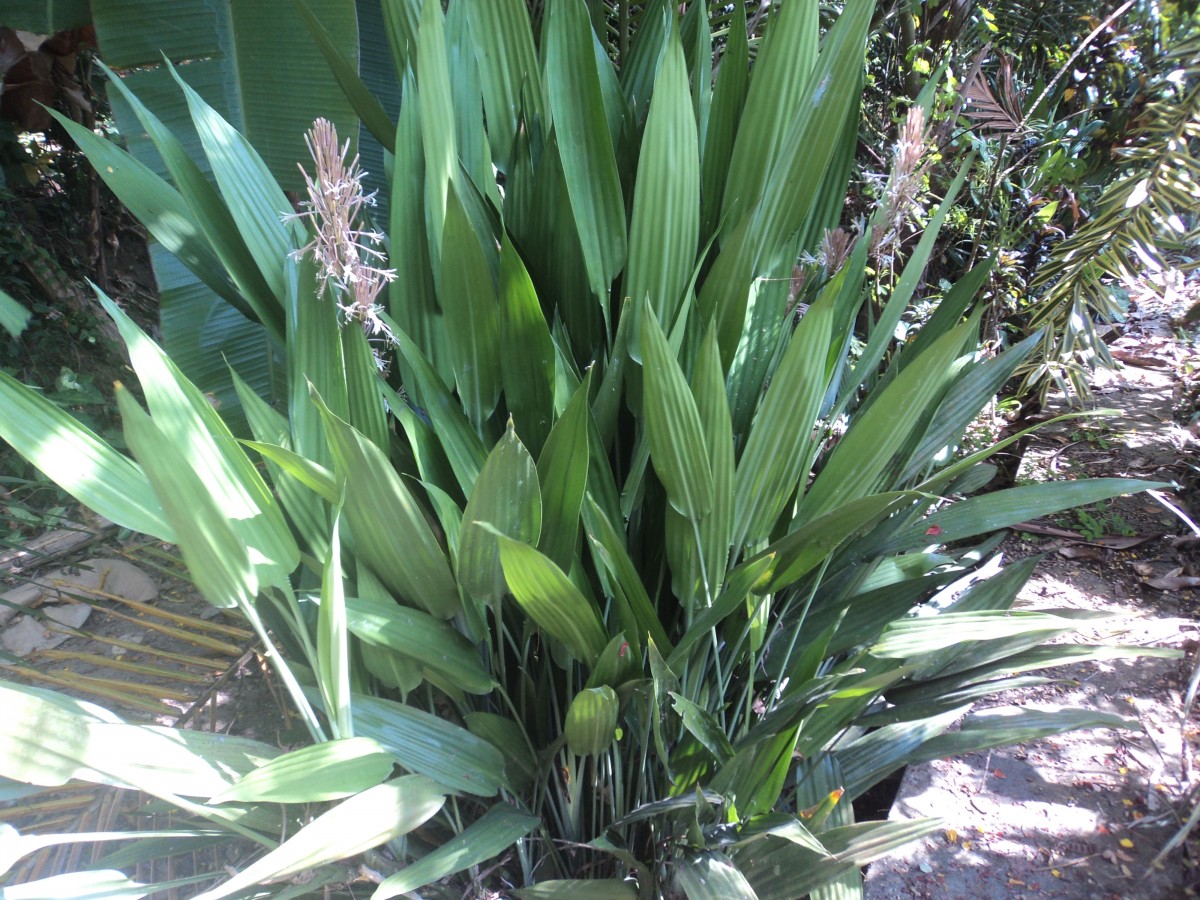 Dracaena aubryana Brongn. ex É.Morren